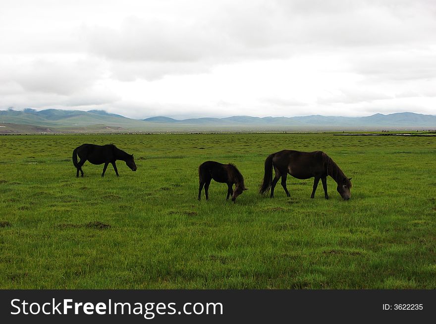 3 horses is eating in the meadow, looks like a family. 3 horses is eating in the meadow, looks like a family