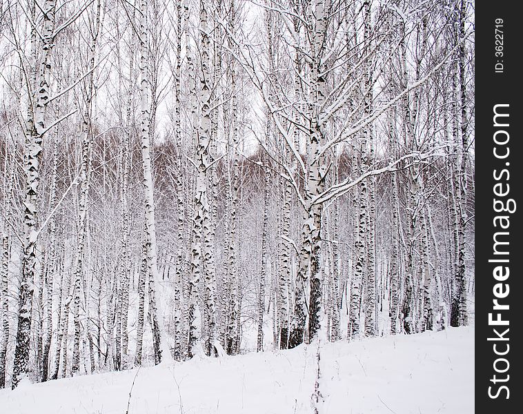 Birch forest in winter morning