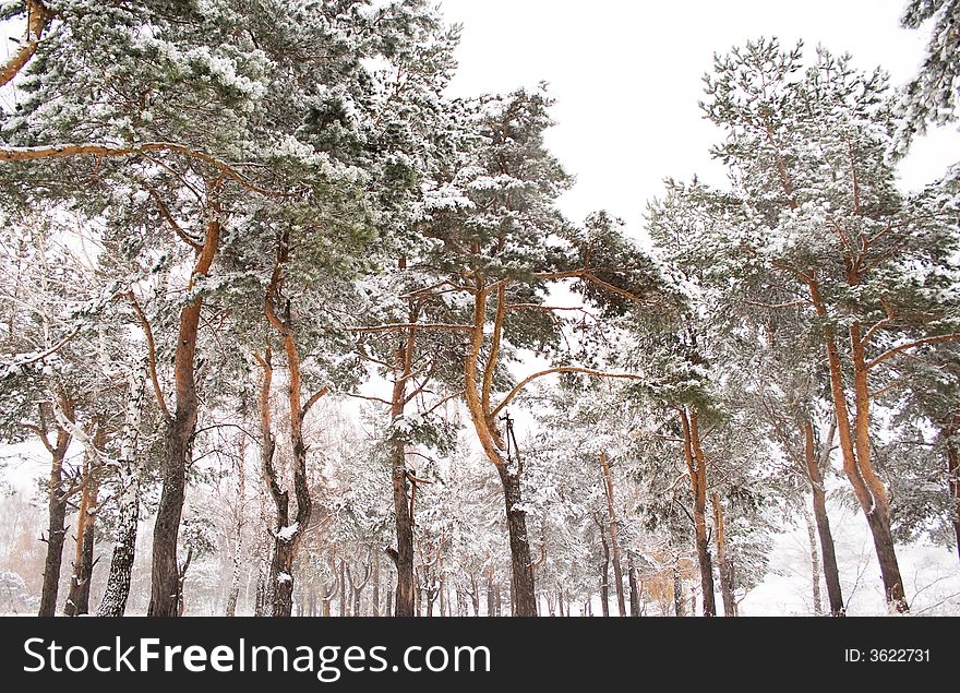 Pine trees in the winter forest