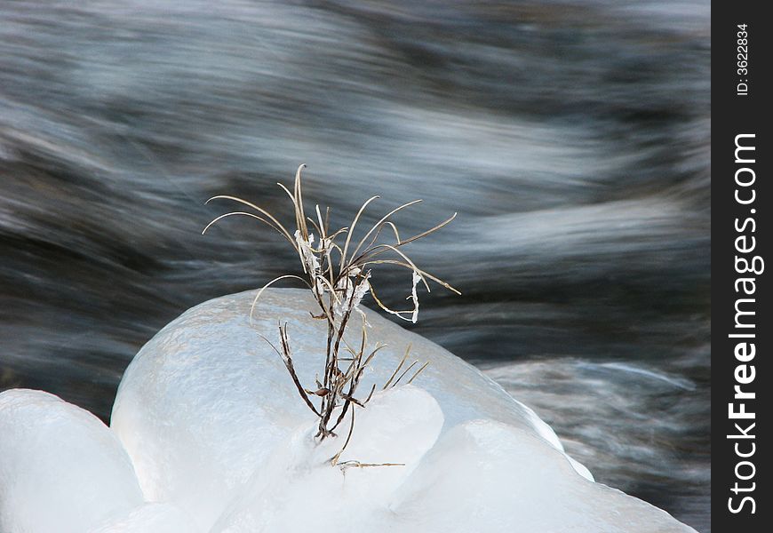 A withered herblet living in a ice block besiddes running water. A withered herblet living in a ice block besiddes running water