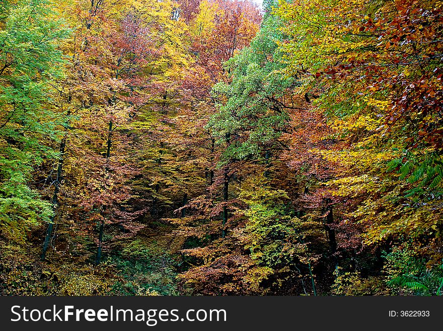 In the middle of forest with vivid color trees. In the middle of forest with vivid color trees