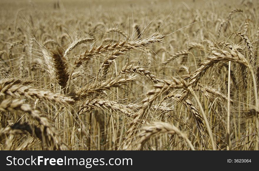Wheat Field 2