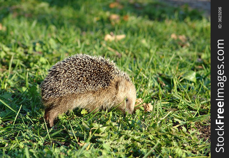 A young hedgehog searching food. A young hedgehog searching food.