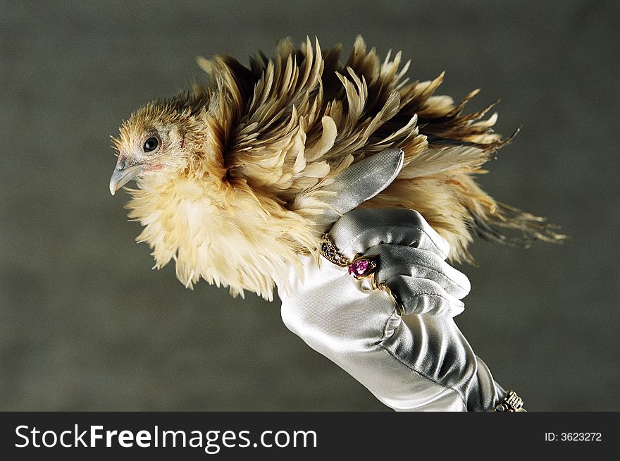 Frizzle chicken being held in glove. Frizzle chicken being held in glove