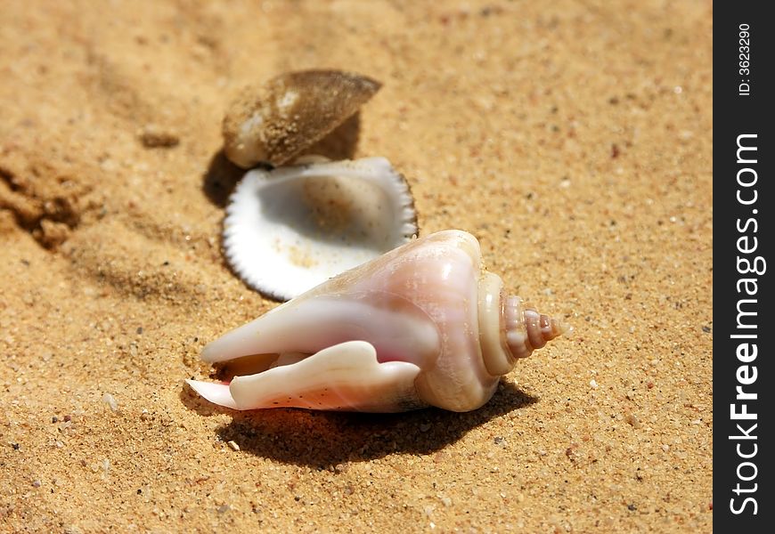 Egypt - detail two shell on shore