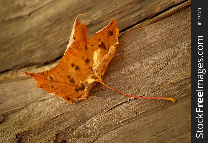 A maple leaf withering as the cold of Autumn sets in. A maple leaf withering as the cold of Autumn sets in.