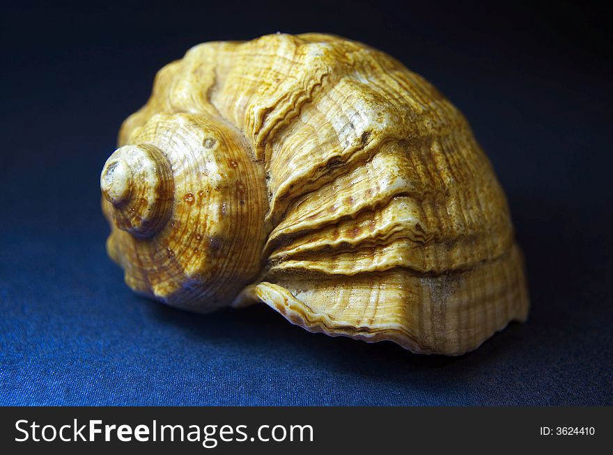 Macro of beautiful sea shell isolated on white