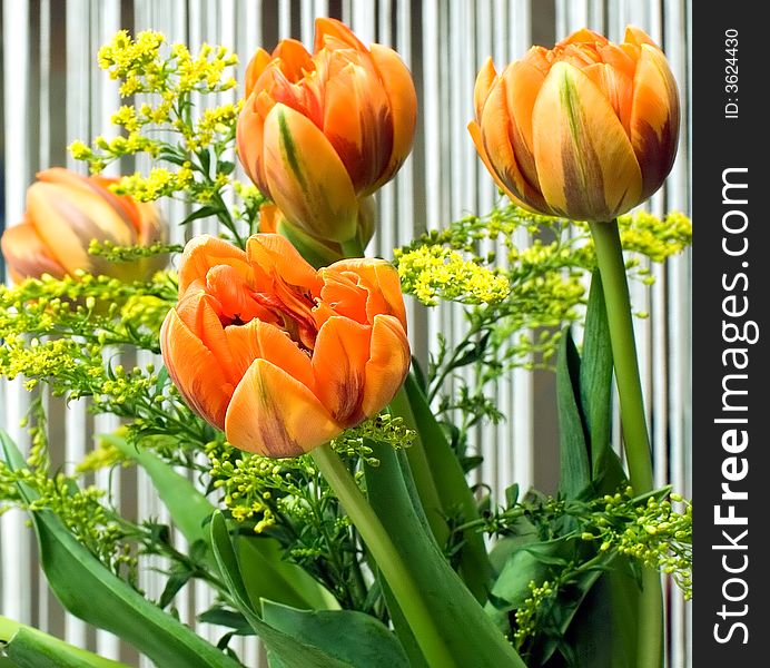 Bouquet of orange tulips on a background of a striped tulle