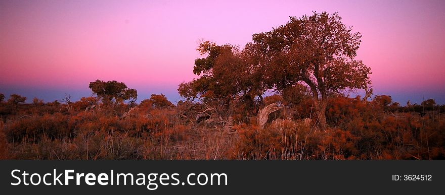 Autumn Poplar. Poplar in the sunset.