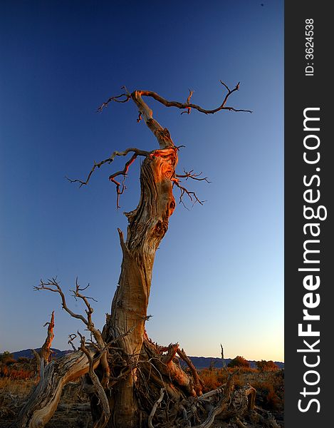 Poplar in the first sun rays in the morning。. Poplar in the first sun rays in the morning。