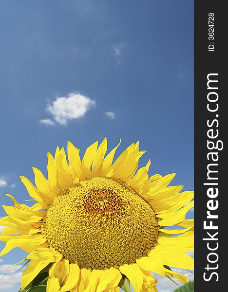 Sunflower on a background of the sky