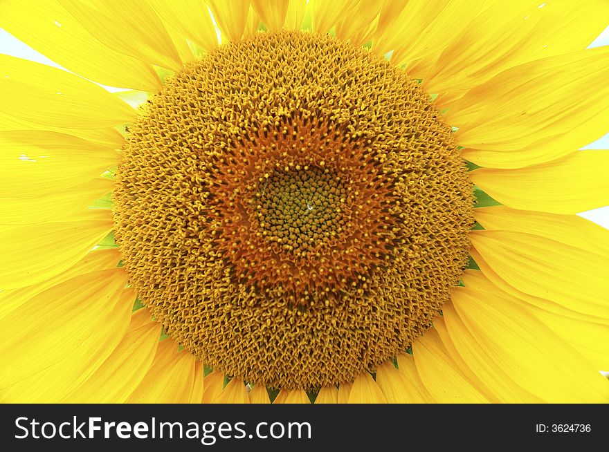 Sunflower on a white background