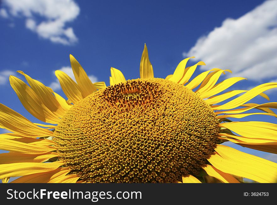 Sunflower on a background of the sky