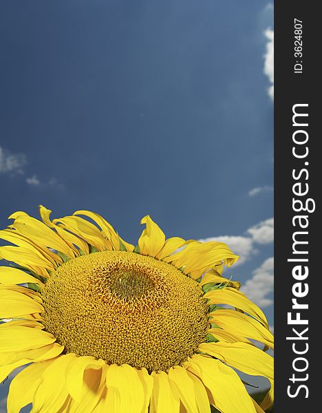 Sunflower on a background of the sky