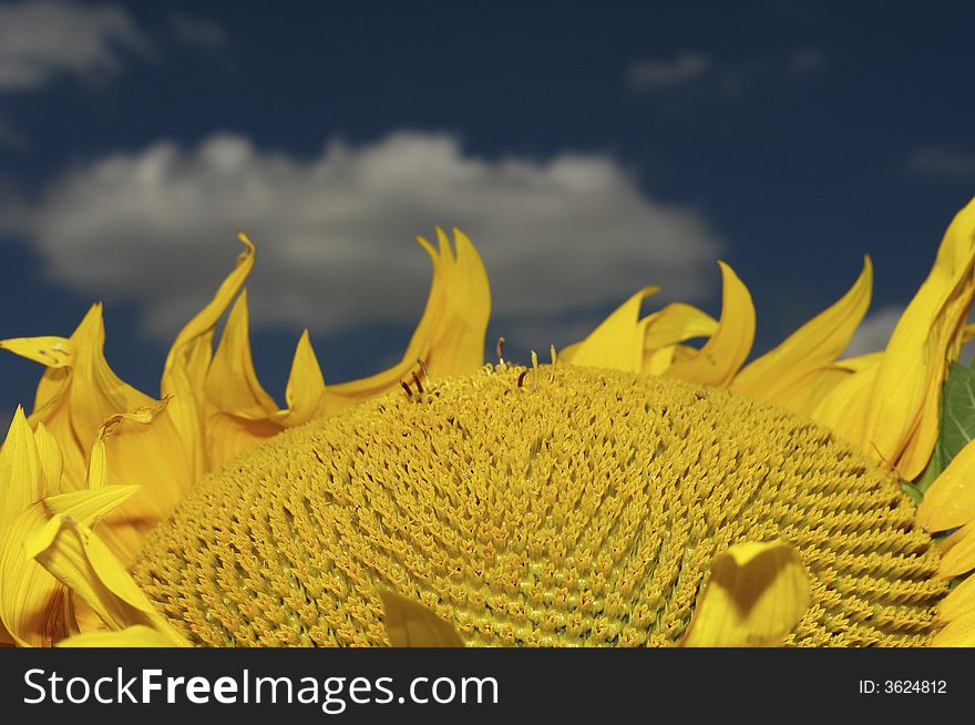 Sunflower on a background of the sky