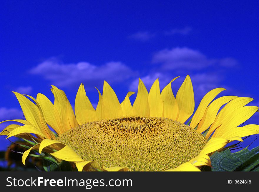 Sunflower on a background of the sky