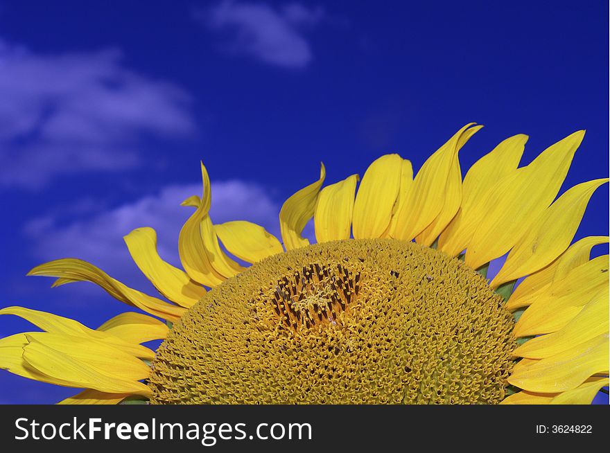 Sunflower on a background of the sky