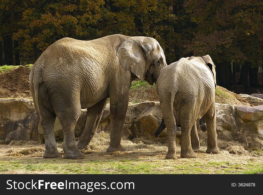 Elephant family in a secret complicity. Elephant family in a secret complicity.