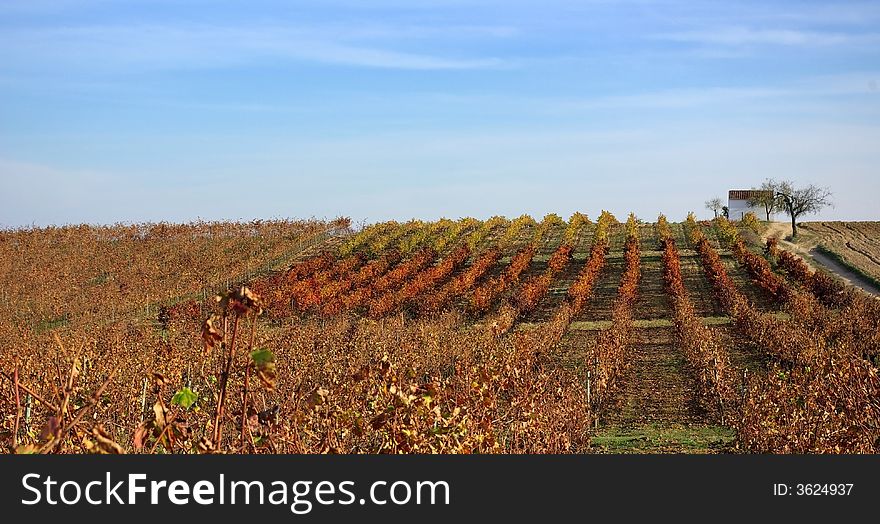 Autumn  vines in the vineyards at Portugal.