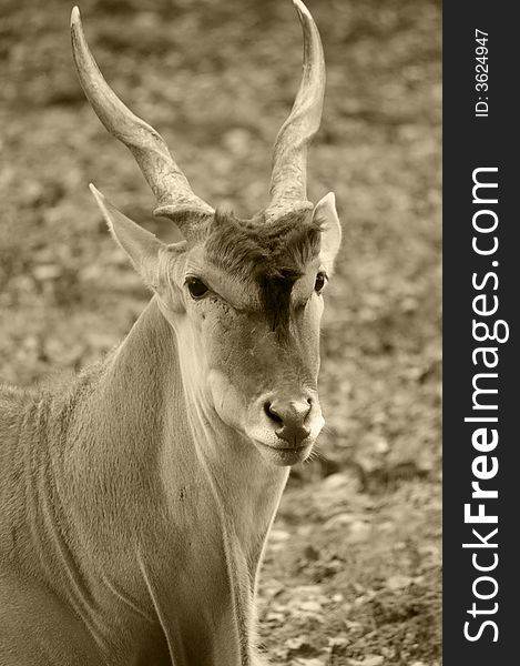 A sepia portrait of an onyx, a kind of gazelle or antelope. A sepia portrait of an onyx, a kind of gazelle or antelope.