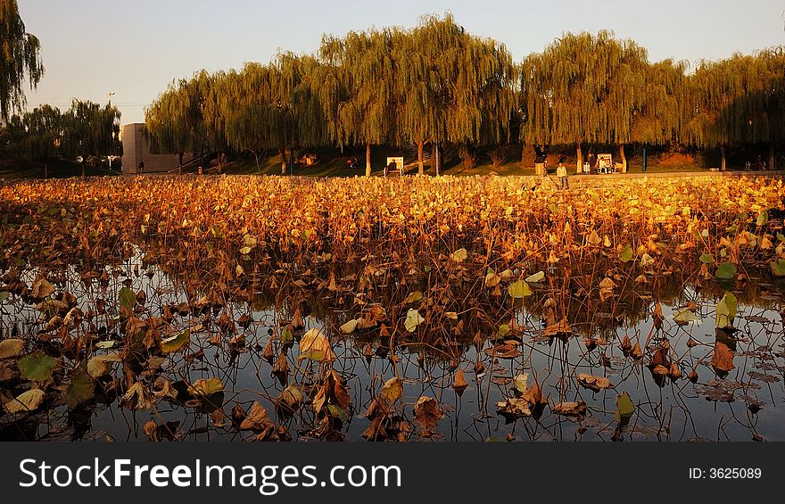 The autumn sun shining ponds. The autumn sun shining ponds.