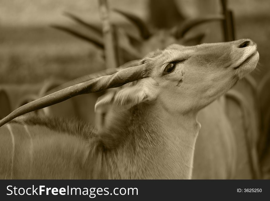 A sepia portrait of an onyx, a kind of gazelle or antelope. A sepia portrait of an onyx, a kind of gazelle or antelope.