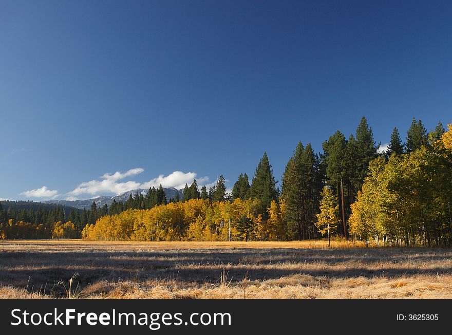 Early Morning Aspen Grove at Fallen Leaf Lake in the Lake Tahoe Area. Early Morning Aspen Grove at Fallen Leaf Lake in the Lake Tahoe Area