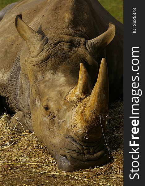 Face of an enormous rhino or rhinoceros sleeping on straw. Face of an enormous rhino or rhinoceros sleeping on straw