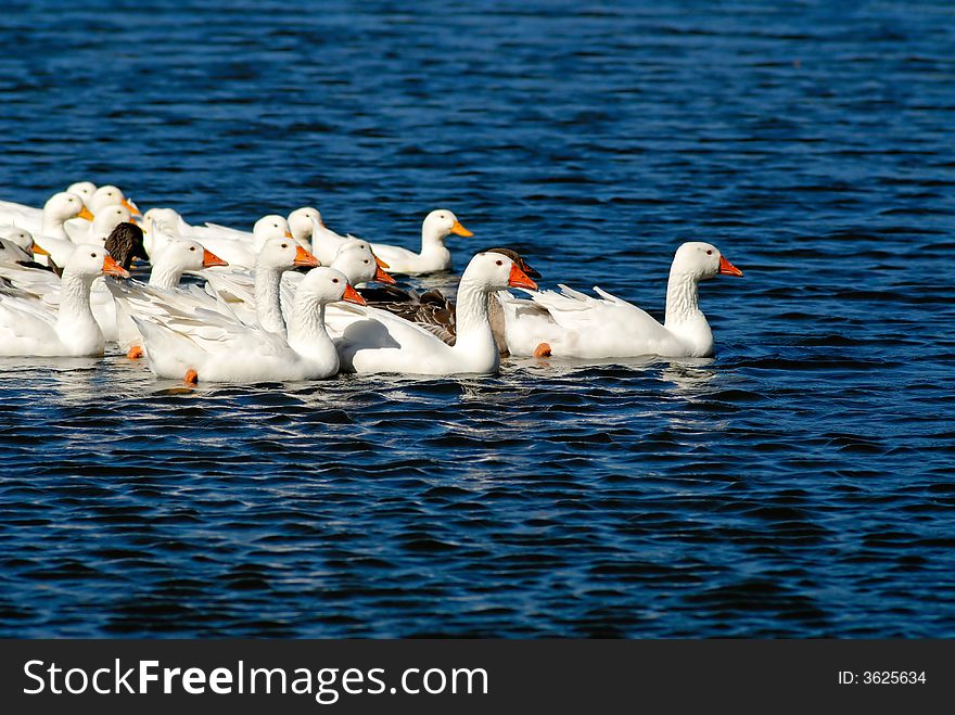 Domestic goose on an open reservoir, village, autumn