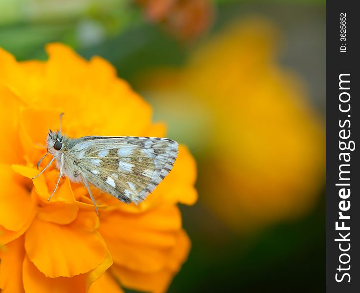 Butterfly collecting nectar, close up