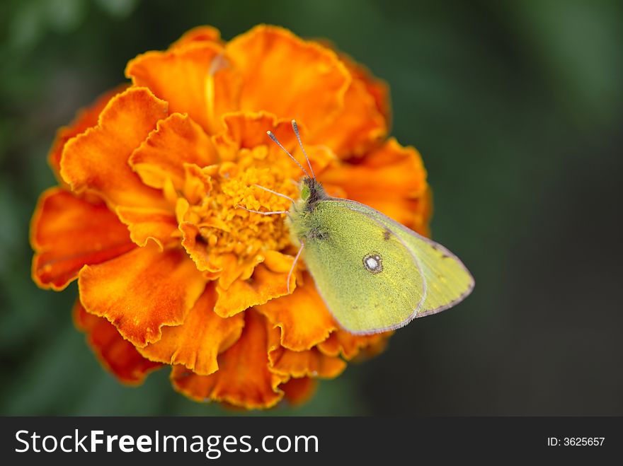 Butterfly collecting nectar, close up