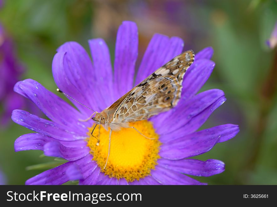 Butterfly collecting nectar, close up