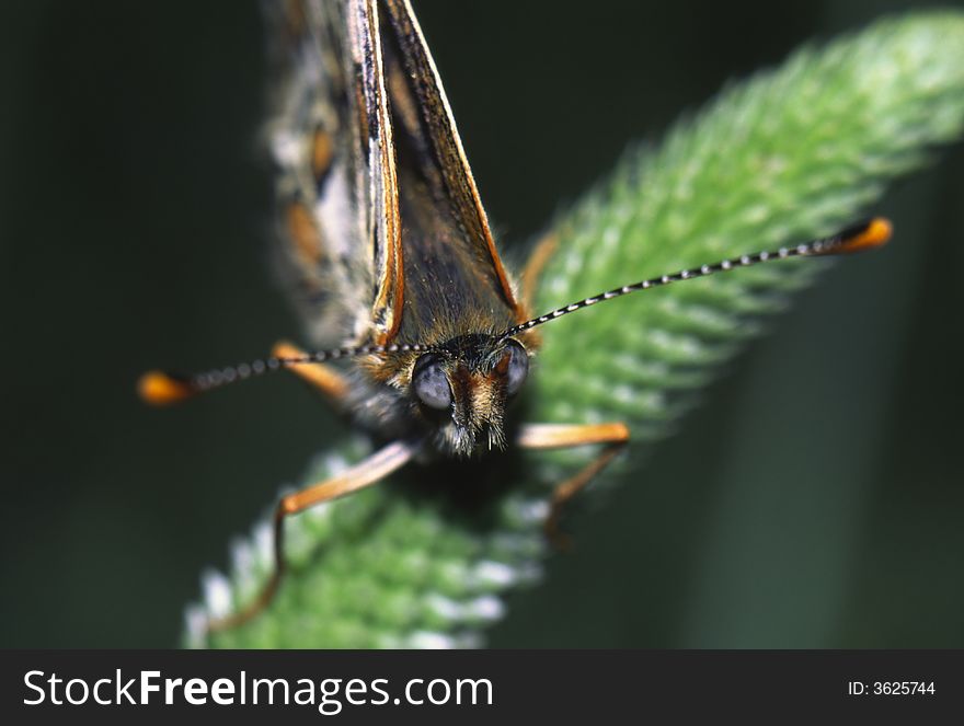 Butterfly collecting nectar, close up