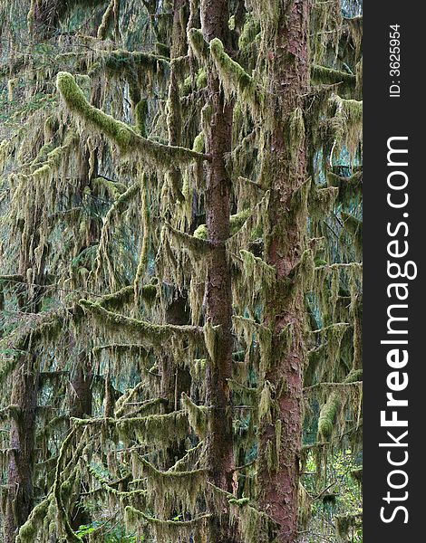 Sitka spruces in low elevation temperate rainforest in Pacific Northwest, Olympic National Park, Washington. Sitka spruces in low elevation temperate rainforest in Pacific Northwest, Olympic National Park, Washington