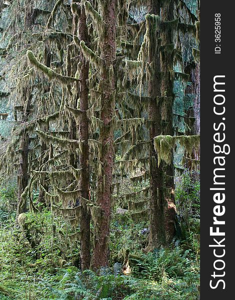 Sitka spruces in low elevation temperate rainforest in Pacific Northwest, Olympic National Park, Washington. Sitka spruces in low elevation temperate rainforest in Pacific Northwest, Olympic National Park, Washington