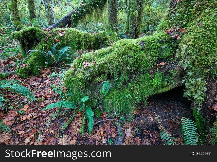 Moss covered trees in temperate rainforest, pacific northwest