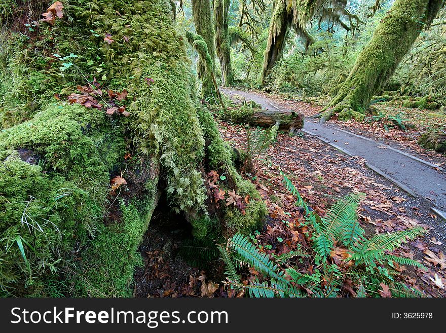 Temperate Rainforest Of Pacific Northwest