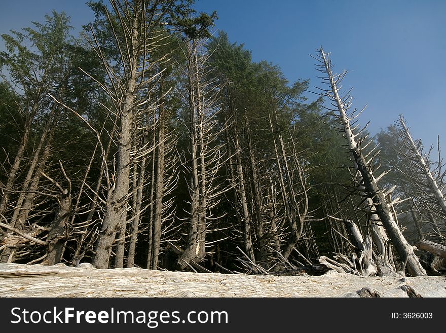 Dying sitka spruce forest along Rialto Beach, Olympic National Park, Washington