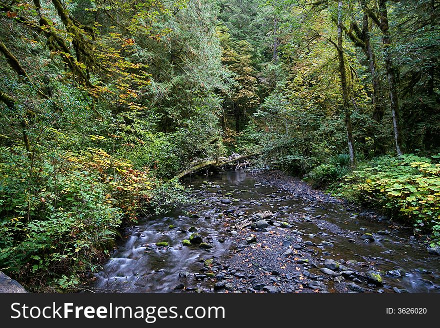 Small forest stream in Northwestern forests of Olympic National Park, Washingtion State