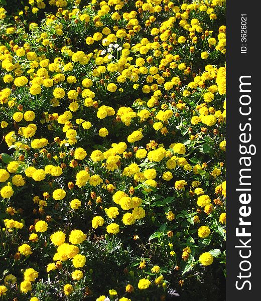 Yellow carnations flowers