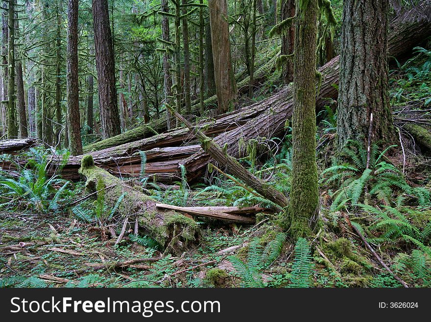 Last of its kind, a natural unmanaged forest on Olympic Peninsula. Last of its kind, a natural unmanaged forest on Olympic Peninsula