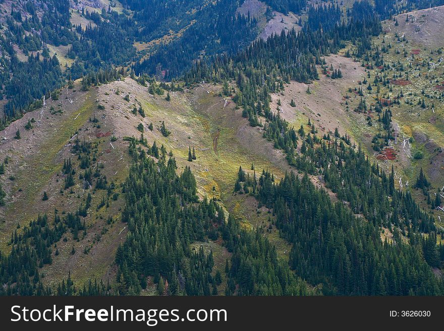 High altitude alpine forest on Hurricane Ridge in Olympic National Park, Washington State