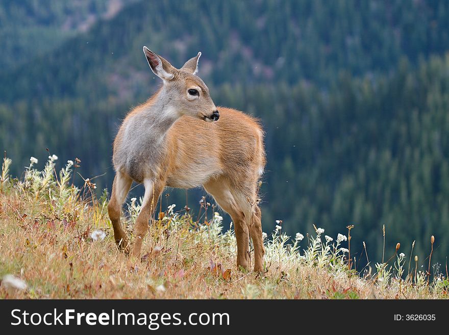 Fawn of black-tailed deer standing on alpine meadow