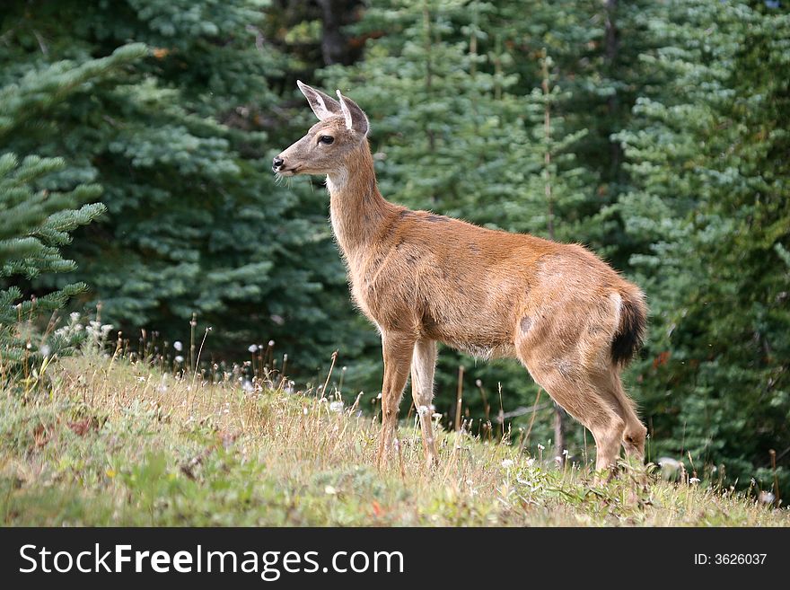 Female black-tailed Deer in alpine forest, Olympic National Park