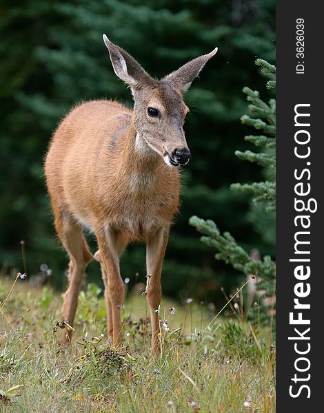 Female black-tailed Deer in alpine forest, Olympic National Park