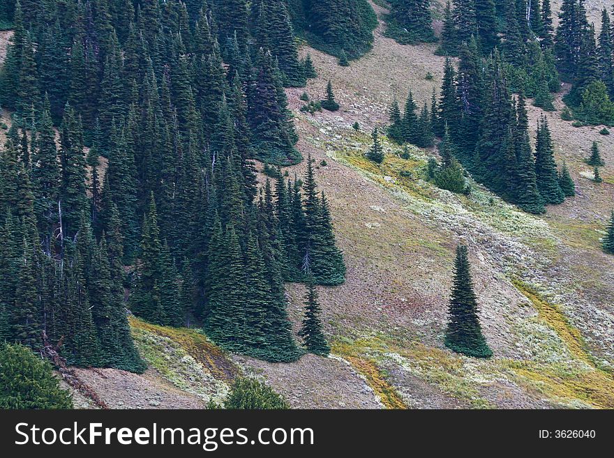 Alpine pine forest on mountain slopes of Olympic National Park, Hurricane Ridge. Alpine pine forest on mountain slopes of Olympic National Park, Hurricane Ridge