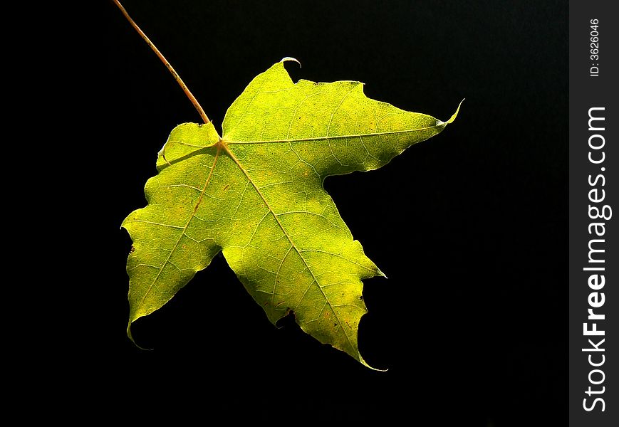 Green Maple Leaf