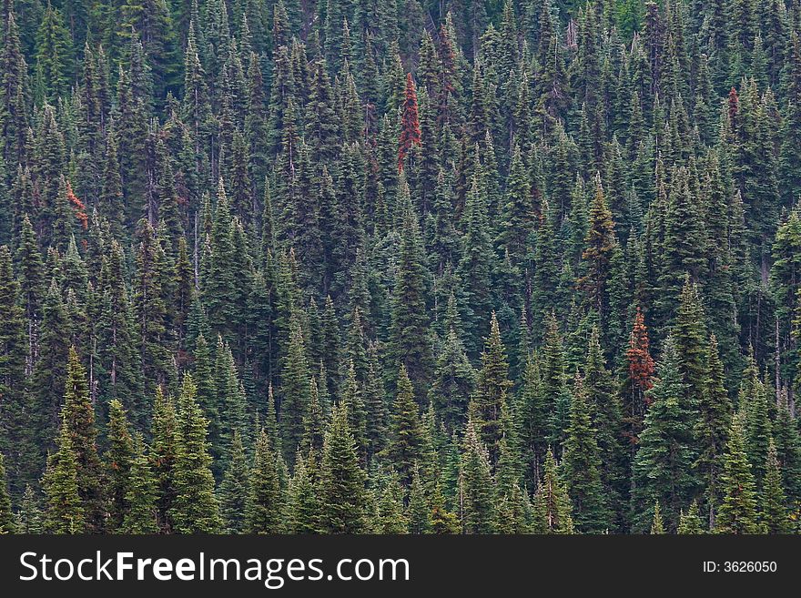Subalpine fir forest on mountain slopes in Olympic National Park