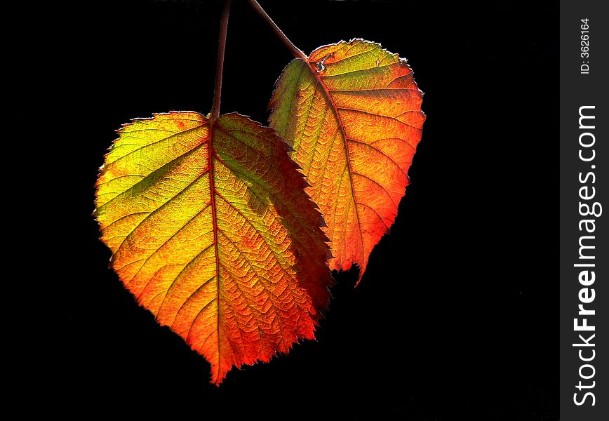 Orange leaves on black - autumn