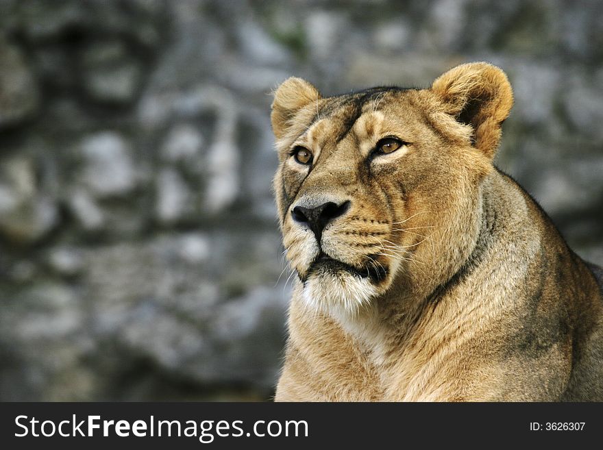 Portrait of the young lioness with supercilious glance